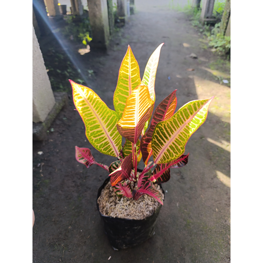 Bibit Tanaman Hias Bunga Puring Pink Meridian