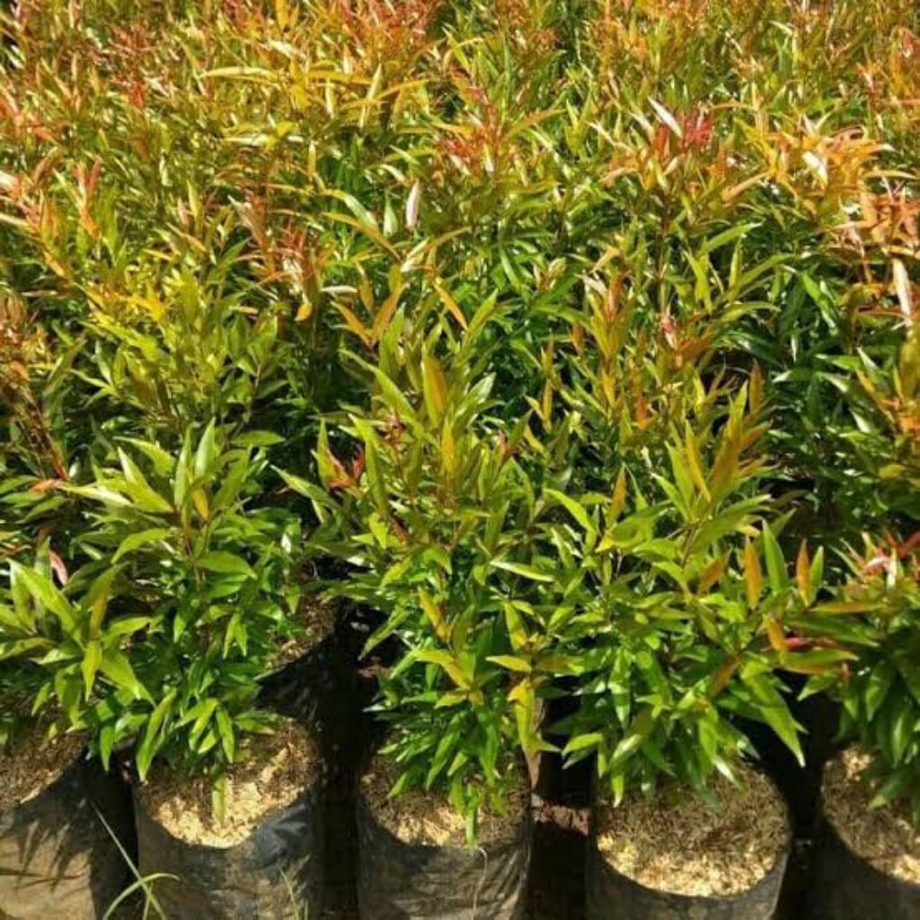 tanaman hias pucuk merah kecil