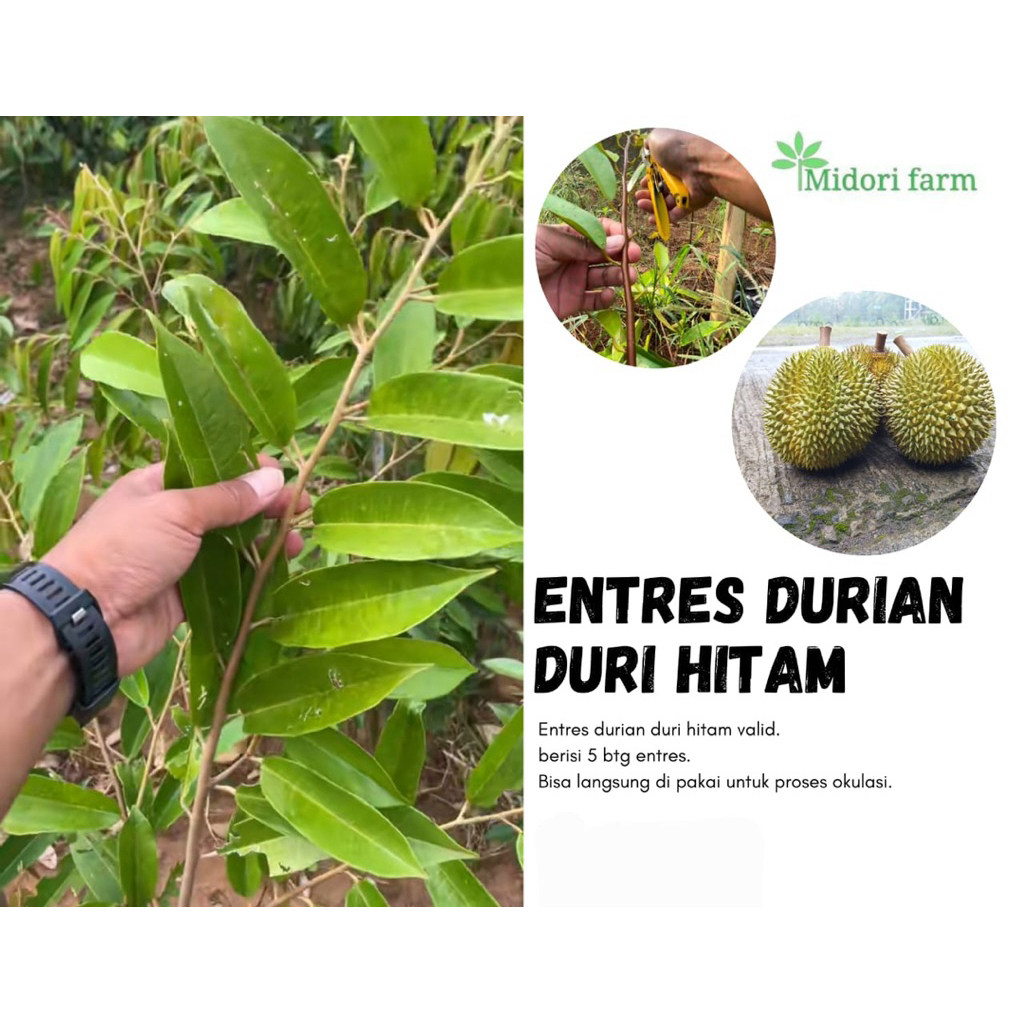 entres okulasi indukan durian duri hitam