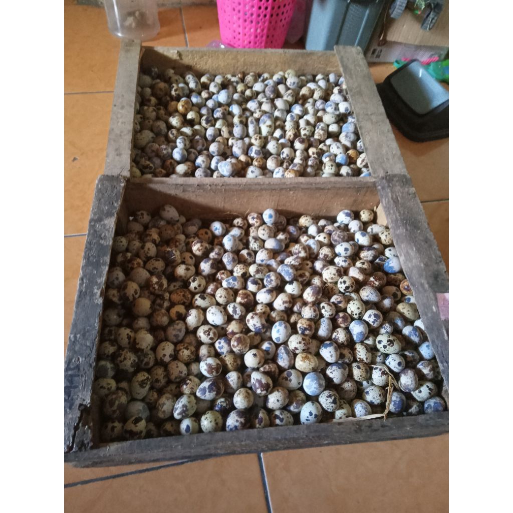 

telurpuyuhkomsumsi40butir segar