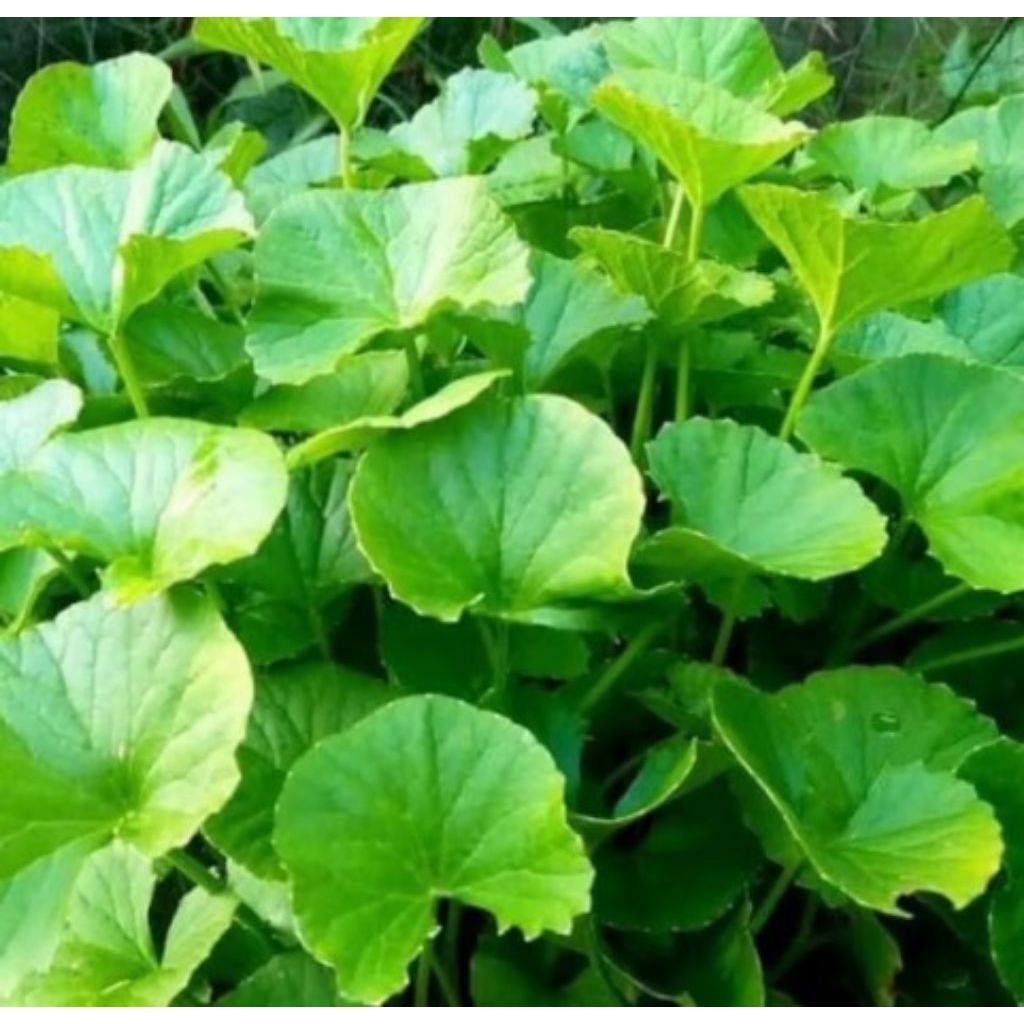 

Daun Pegagan Segar / Antanan 200 gram