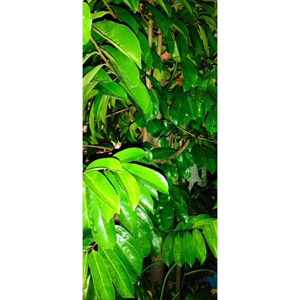 

daun Sirsak fresh mengatasi kolestrol