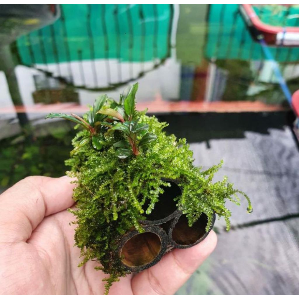 rumah udang hias/bambu mos