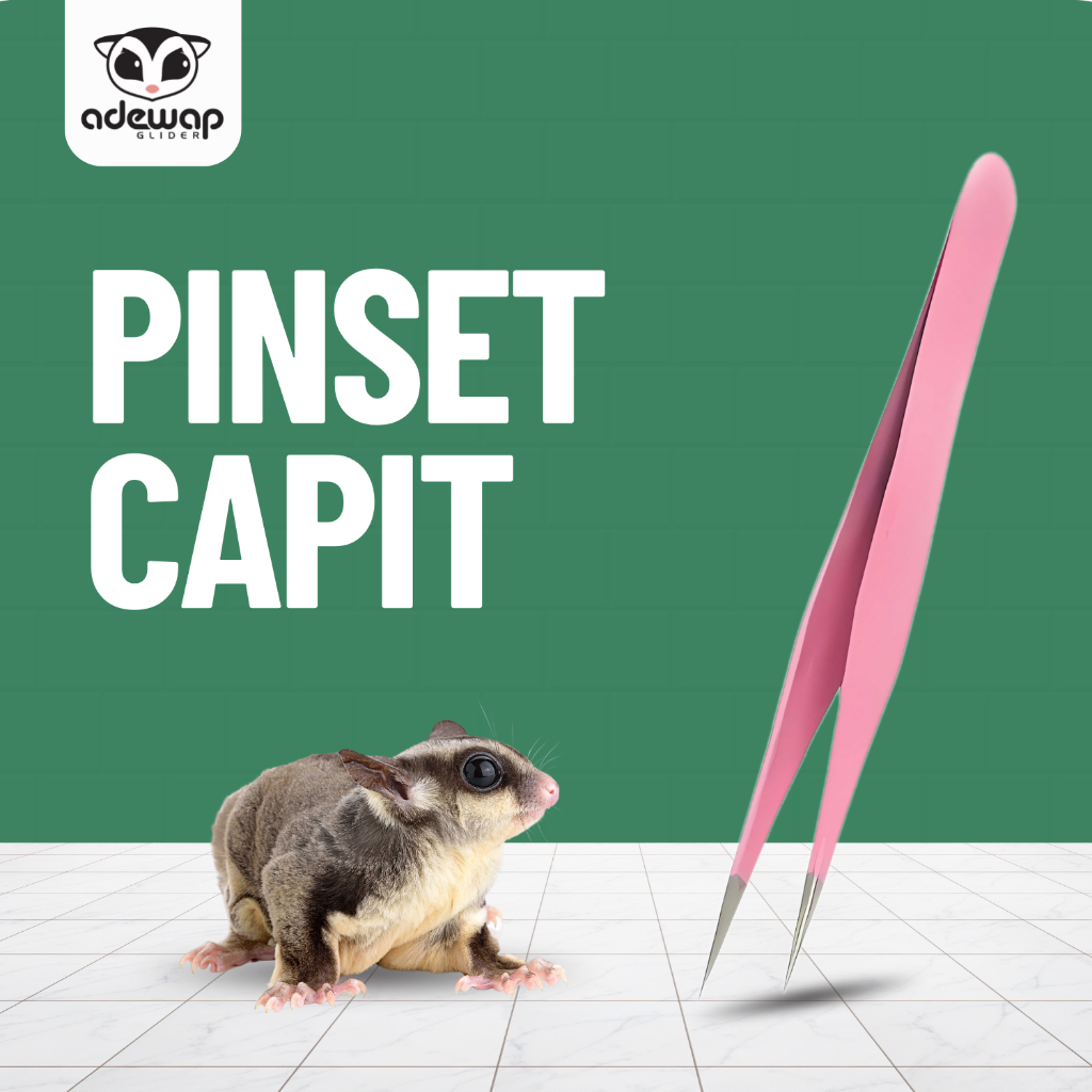 ADEWAP GLIDER Pinset Feeding Makanan Sugar Glider