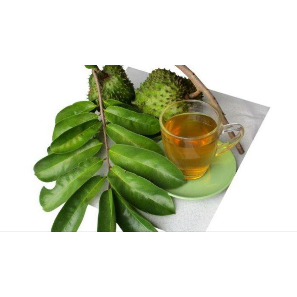 

DAUN SIRSAK 150 LEMBAR