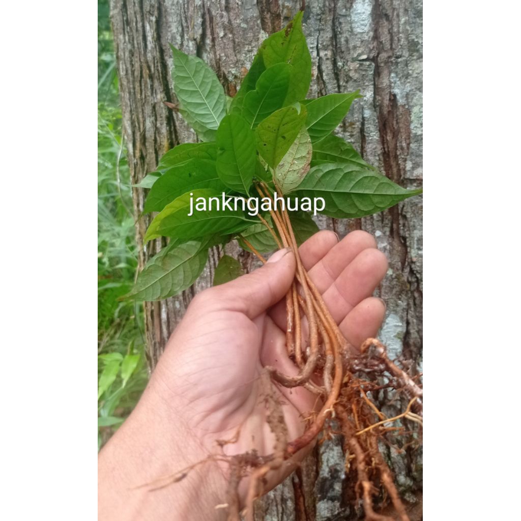 Bibit mahoni cabutan 50pcs