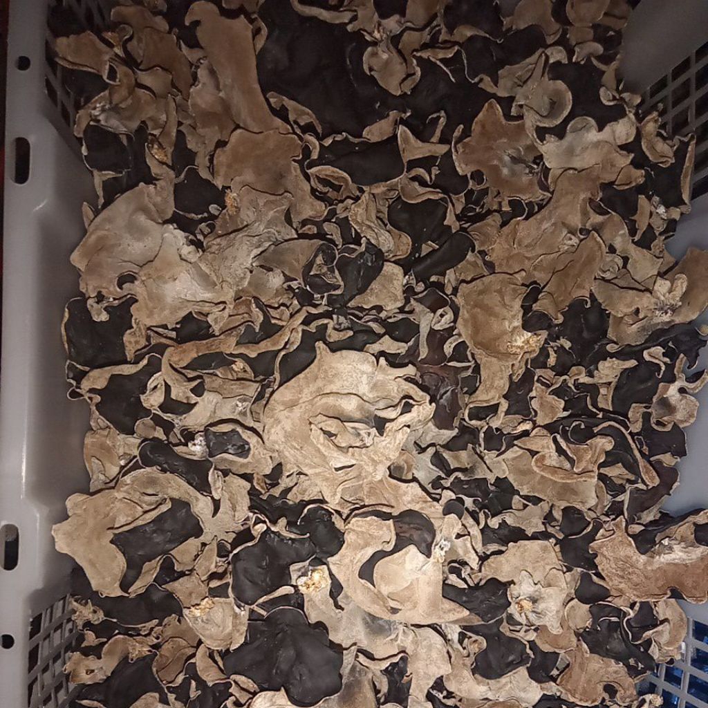 

JAMUR KUPING KERING (butuh telinga tuk didengar) beli jamurku! anti PHP