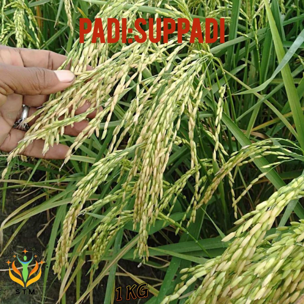 Bibit Padi Suppadi 56 Unggul 1Kg Super