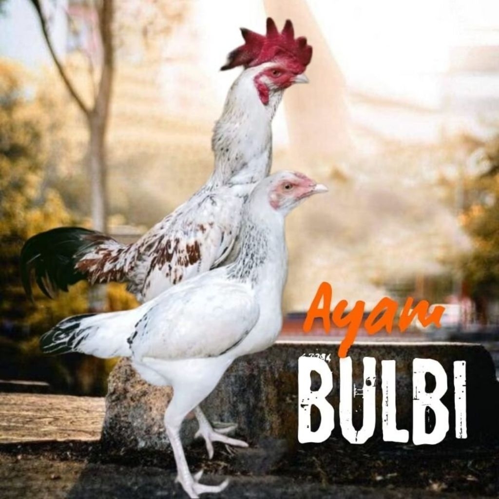

paket hemat 5 Telur Ayam Bulbi Fertil siap untuk ditetaskan