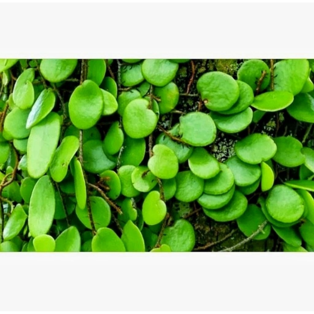 

Daun Sisik Naga Segar 500 gram