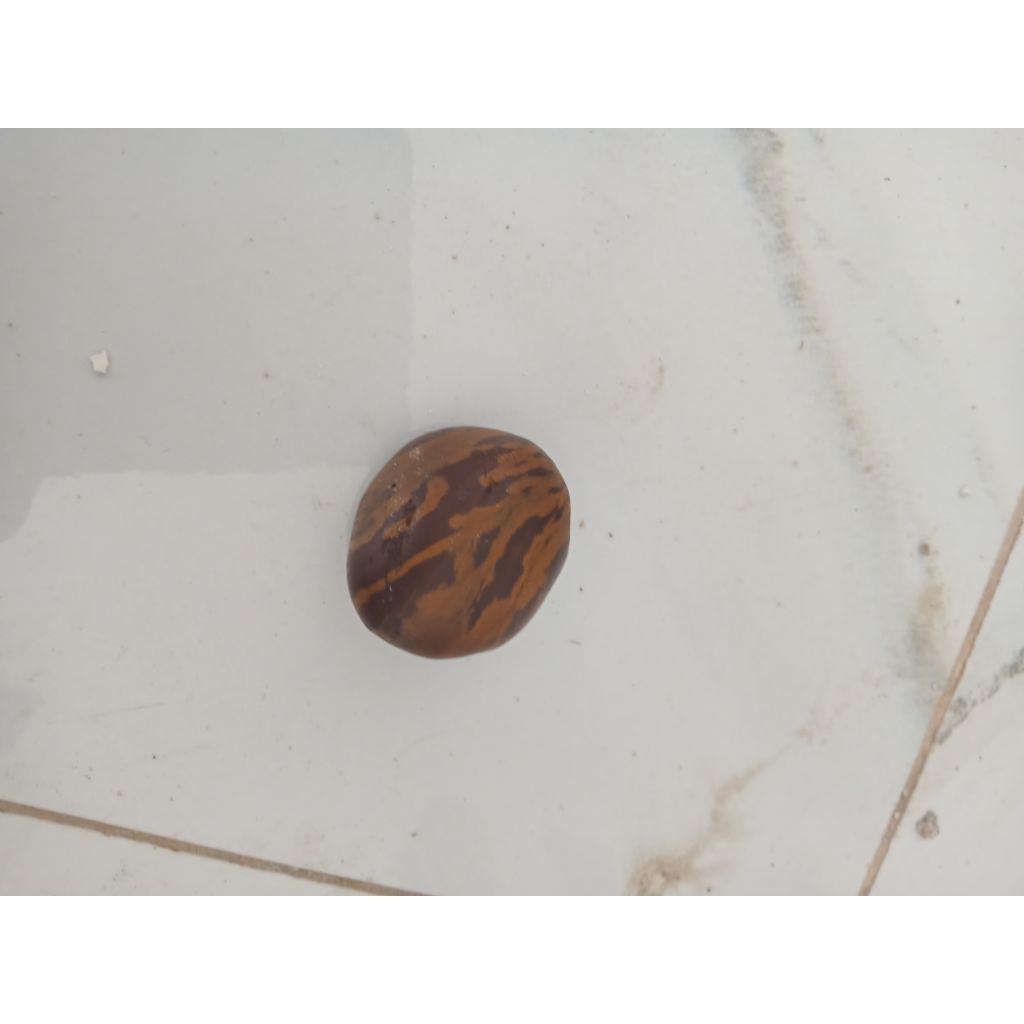 fosil biji karet/pedak/gatah