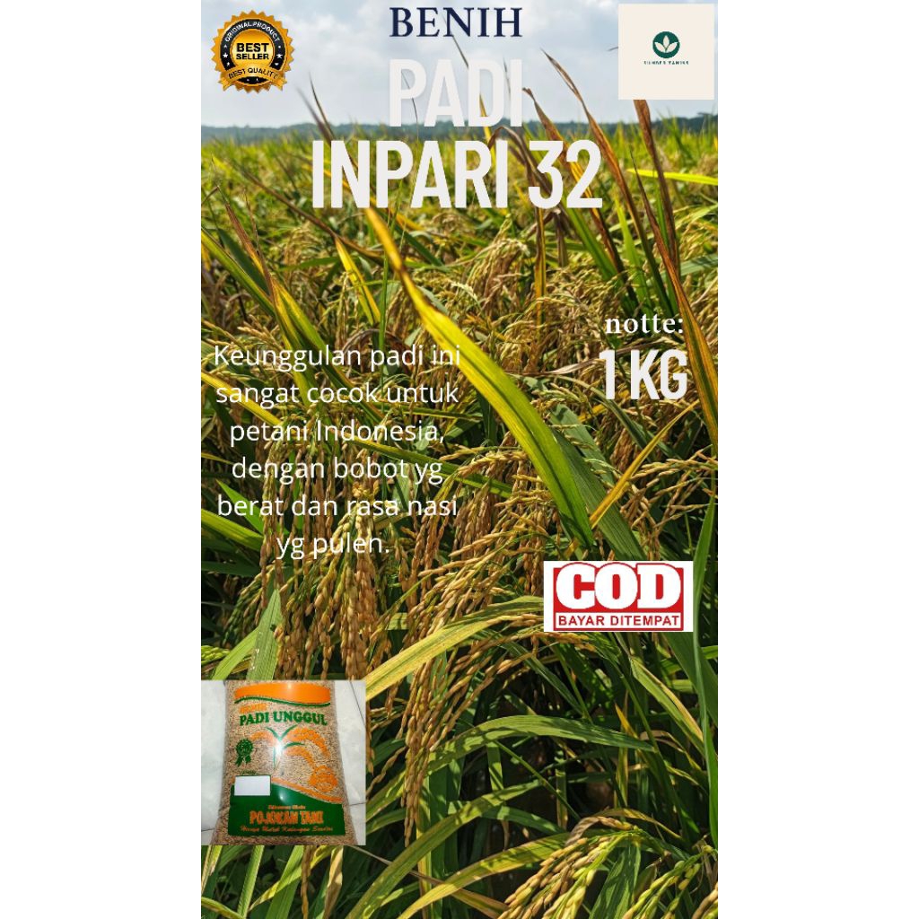 Benih padi INPARI 32 Berkualitas 1kg