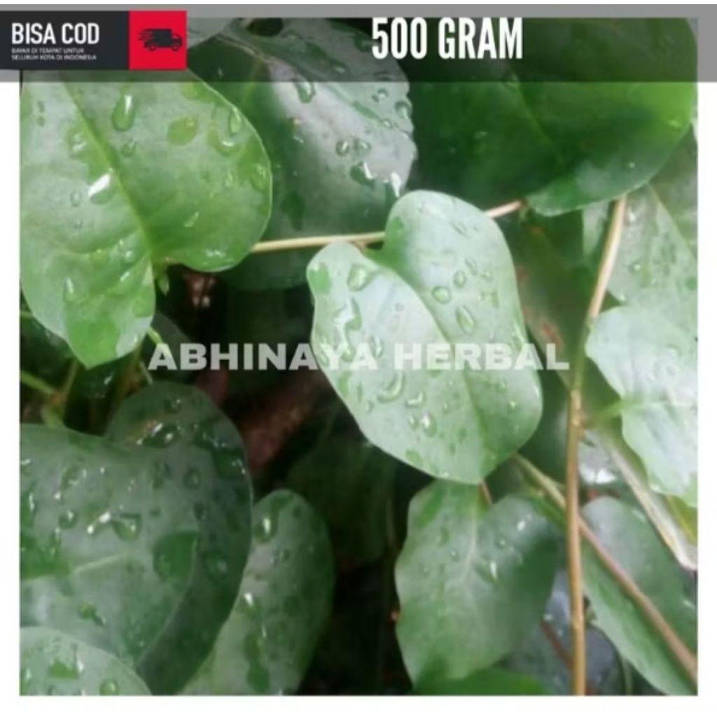 

daun binahong hijau segar obat herbal alami 500gram
