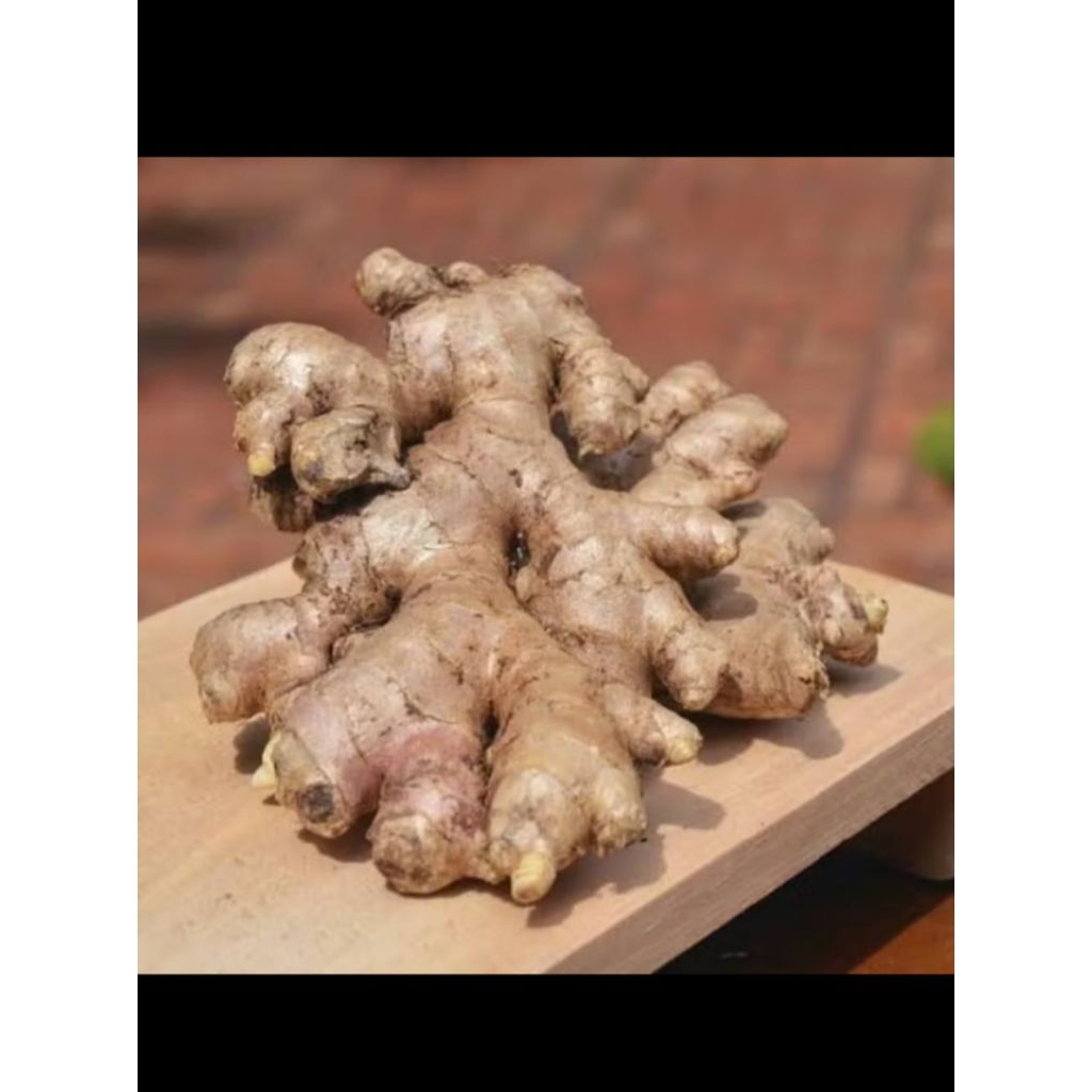 

jahe emprit super/ segar 1kg