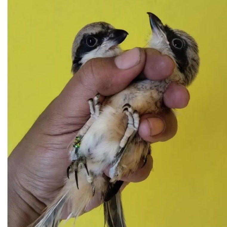 CENDET/PENTET MADURA ANAKAN MANDIRI VOER TOTAL RING CMS SAPUDI JANTAN