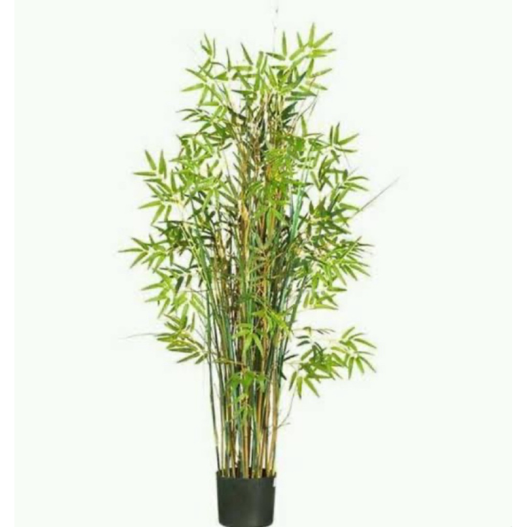 Tanaman bambu mini kuning / bambu hias kuning ( Bambusa vulgaris var.striata)
