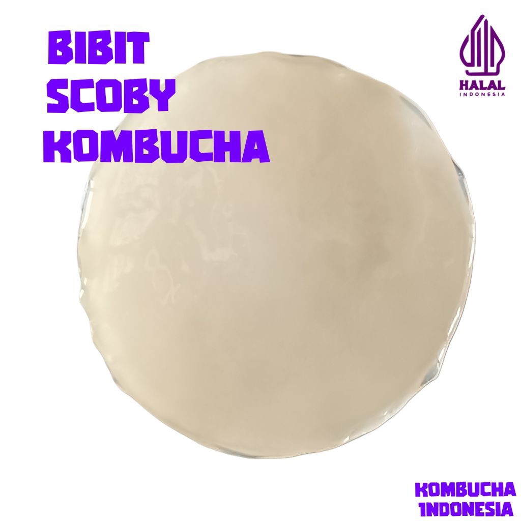 

bibit SCOBY kombucha starter culture atau jamur Dipo