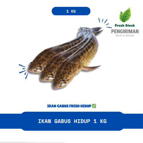 

IKAN GABUS HIDUP 1KG | FreshStock