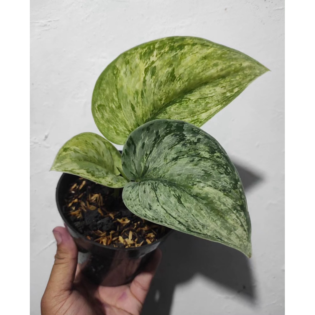 scindapsus Treubii dark form varigata