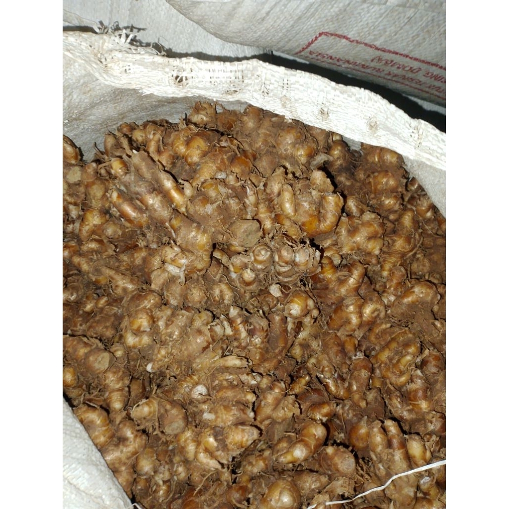 

Kencur segar pres dan besar 1kg asli Pandeglang