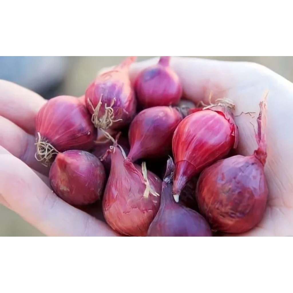 

Bawang Merah 250 gram