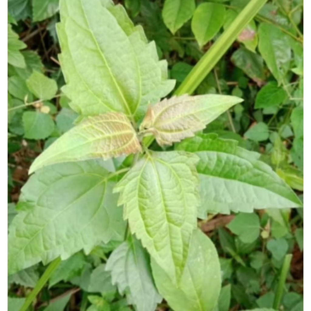 

DAUN KIRINYUH/BALAKACIDA 500 gr,. #DAUN KIRINYUH siam weed, dan rumput minjangan