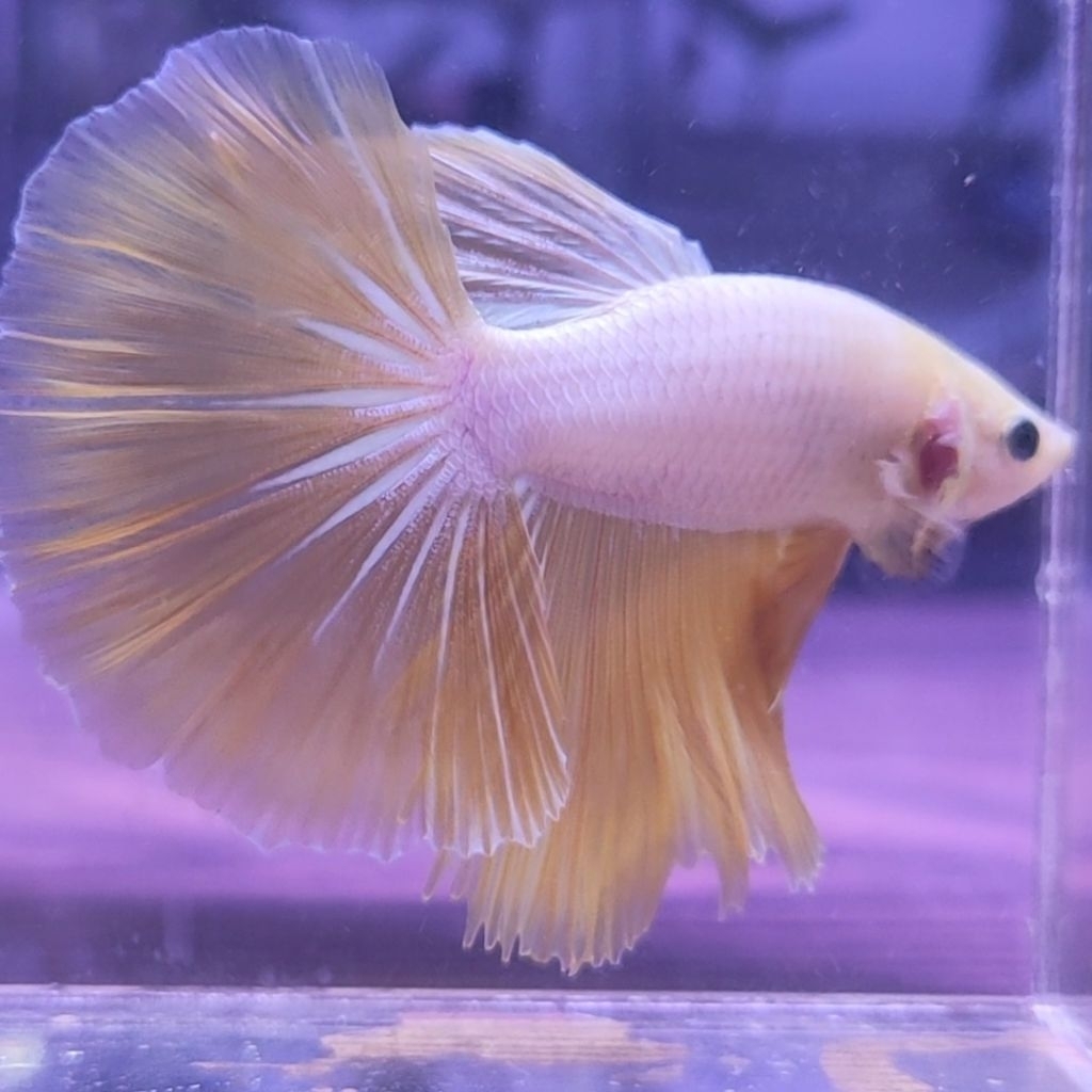 IKAN CUPANG HM YELLOW DRAGON (REAL PIC)