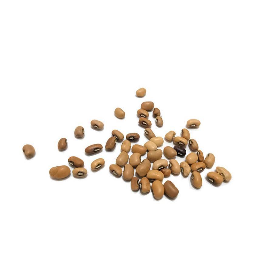 

kacang tolo tunggak otok lokal