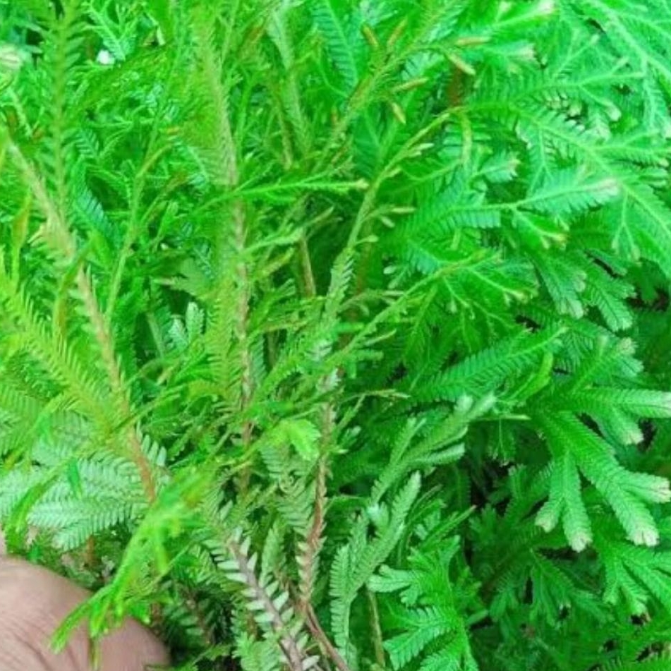 

Daun cakar ayam segar per 500 gram