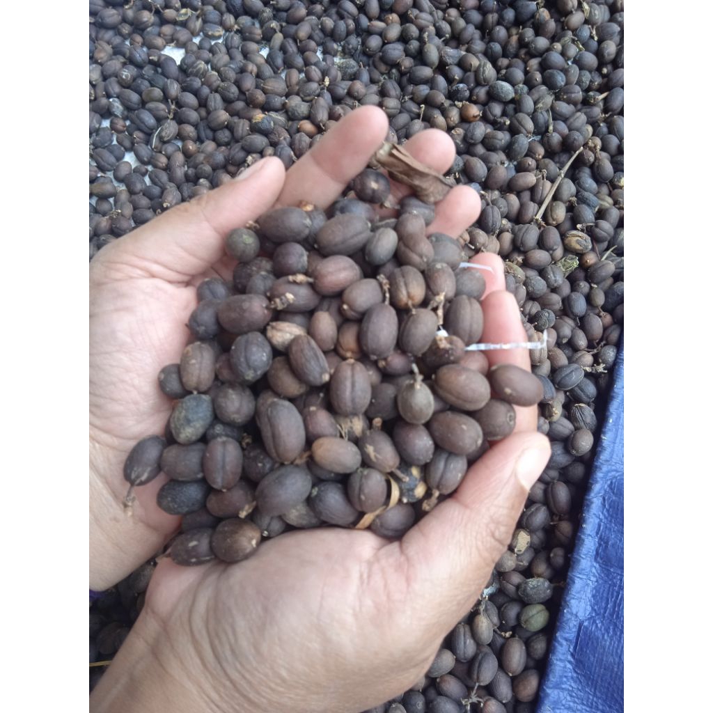 

Kopi Asalan/Kopi Jowo lereng bromo 1 kg