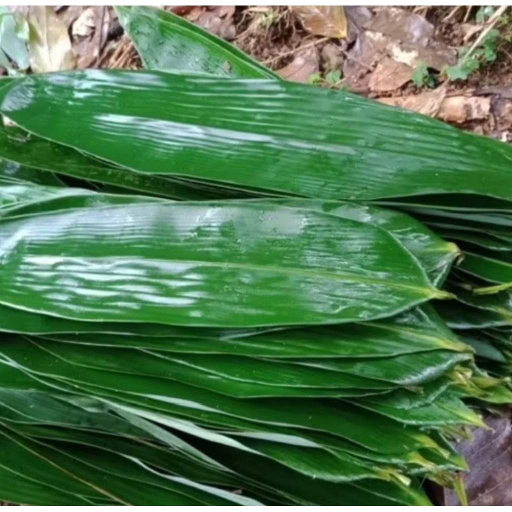 

50 Lembar daun bambu ukuran jumbo harga murah