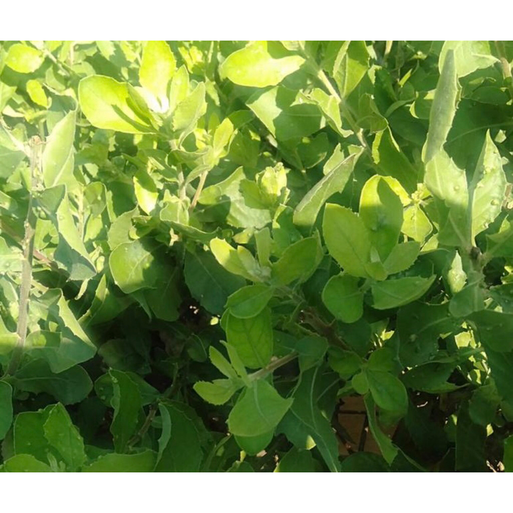 

jual daun beluntas / luntas bisa di jadikan buat ramuan atau buat di masak