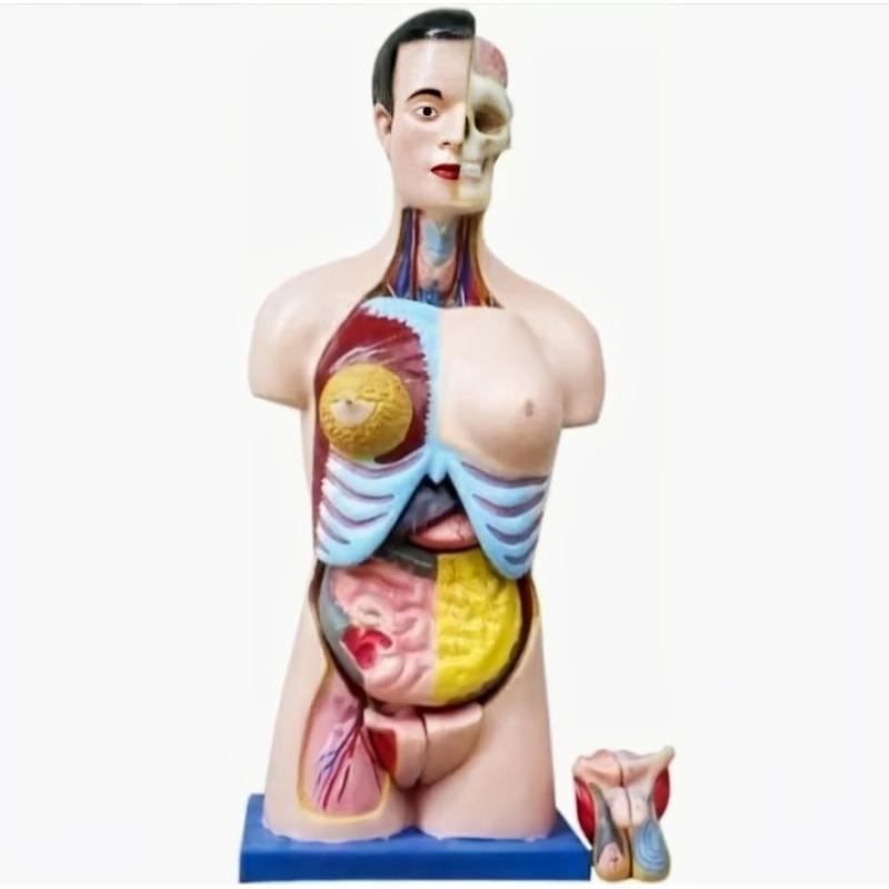 PROMO MURAH Torso / Anatomi Manusia Setengah Tubuh / Anatomi organ tubuh manusia