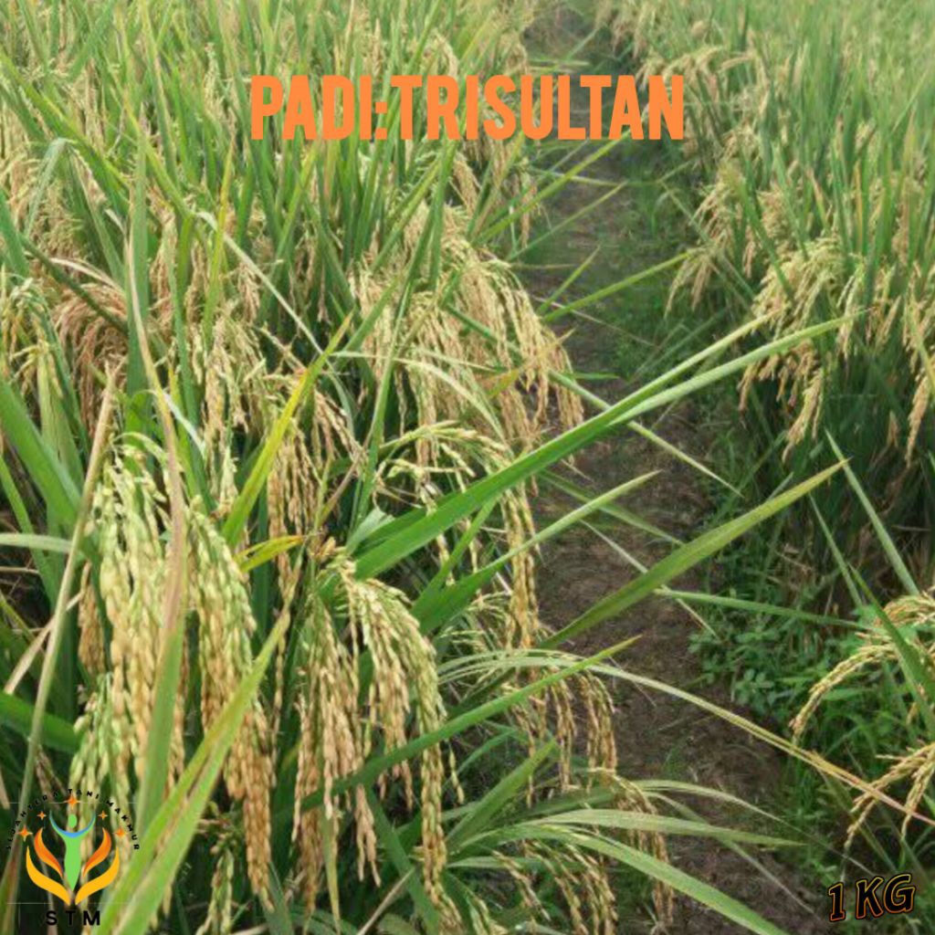 Bibit Padi Trisultan Kemasan 1Kg Unggul