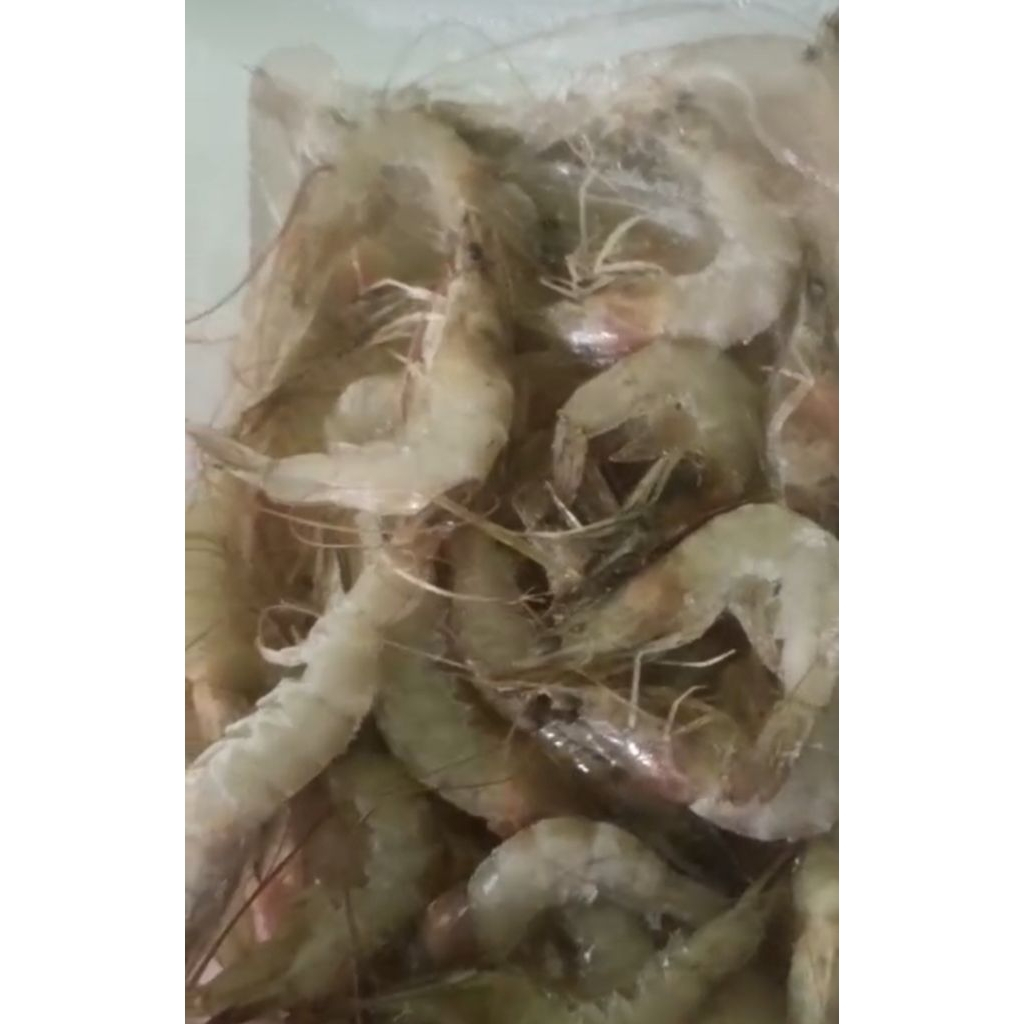 

Udang lokal fresh netto @250gr