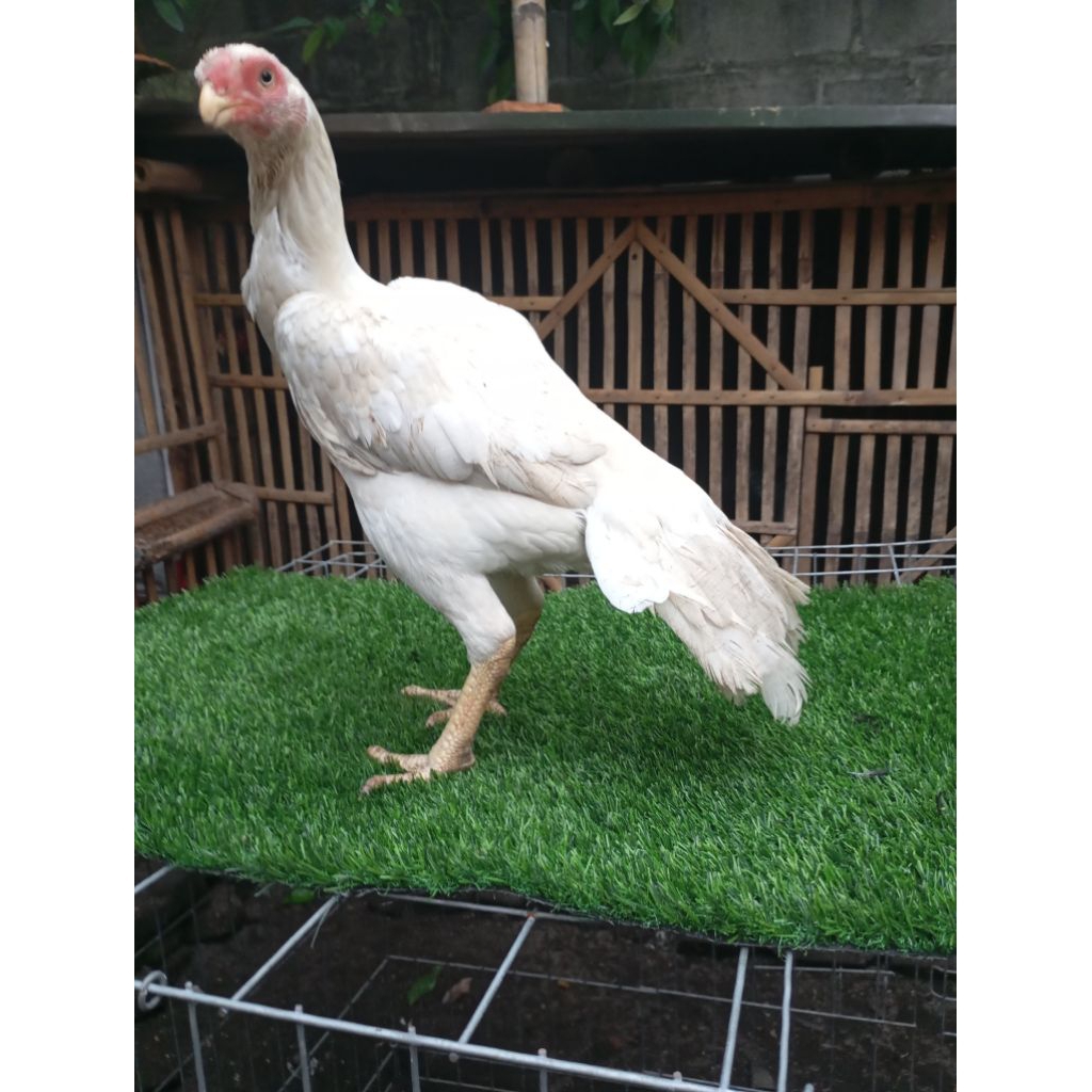 AYAM ASEEL PARROT BEAK LONG TILE. ayam aseelparrot ekor panjang original betina