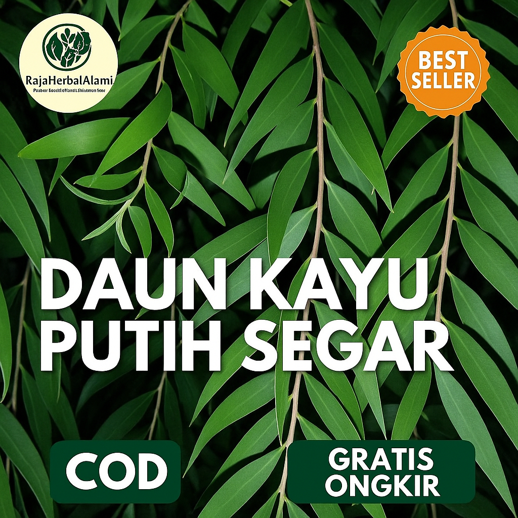 

Daun Kayu Putih Segar 500 Gram – Cocok Untuk Herbal Pengobatan Tradisional I COD & GRATIS ONGKIR