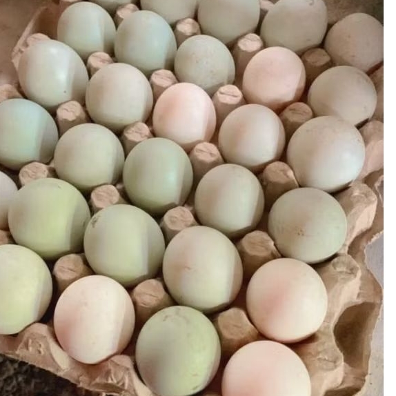 

TELUR BEBEK MENTAH 10 BIJI