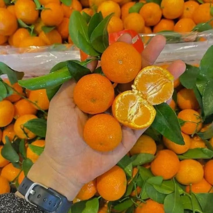 

JERUK SANTANG BIRMA 1kg