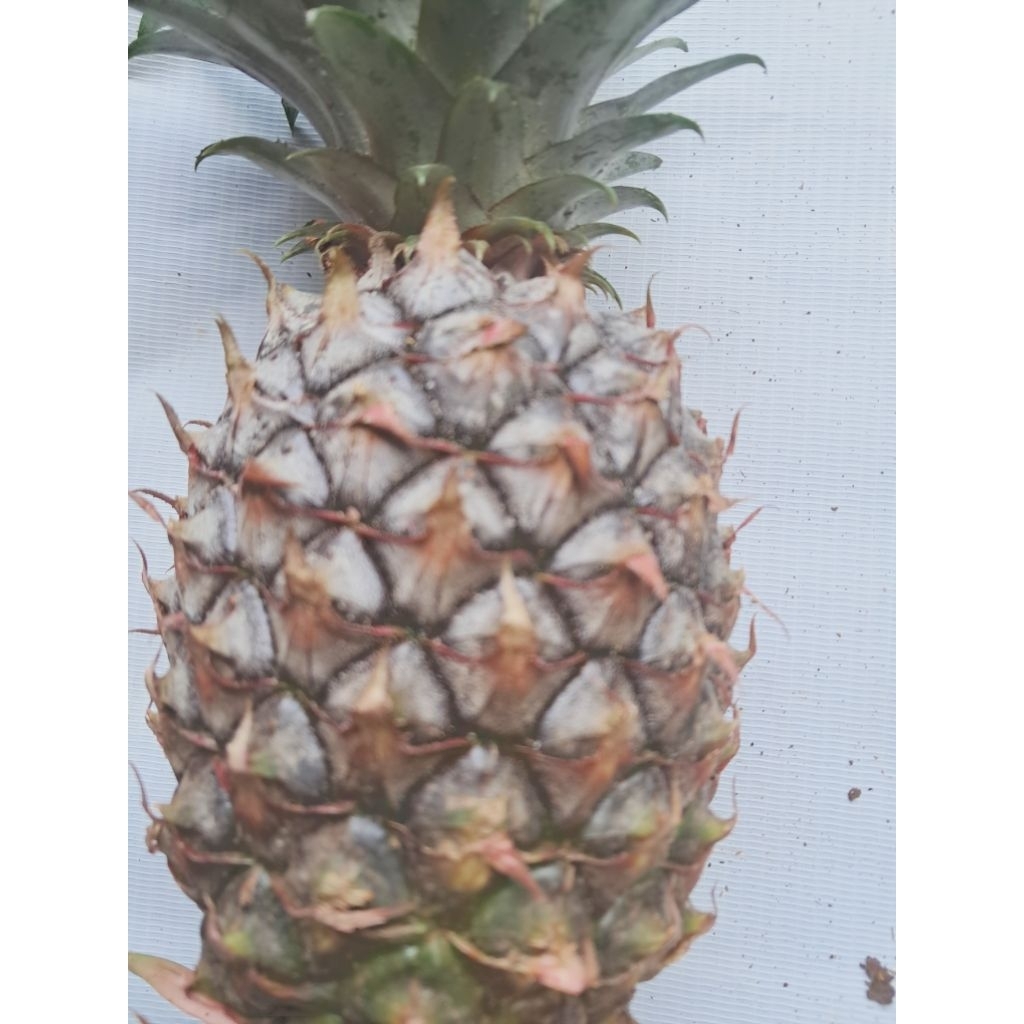 

jual nanas muda segar cocok untuk bikin rujak