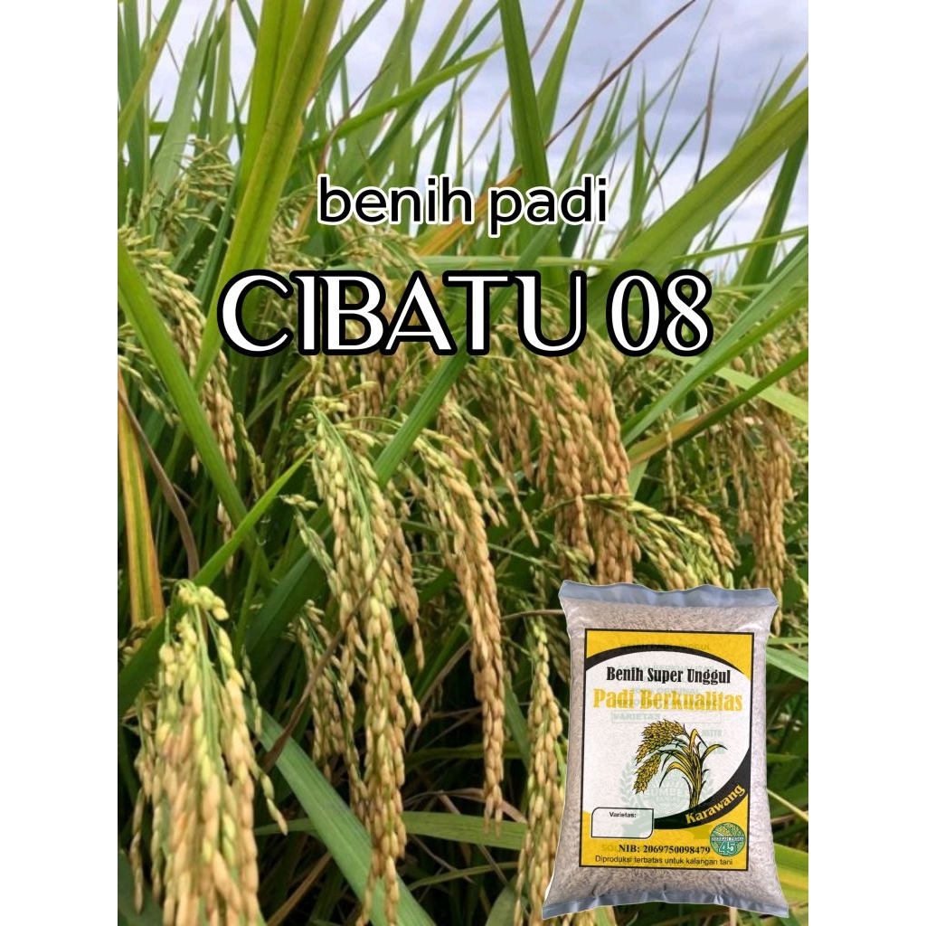benih padi cibatu 08 berkualitas.2kg