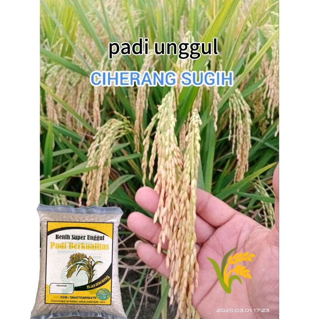 BENIH PADI TERBARU CIHERANG SUGIH.5kg