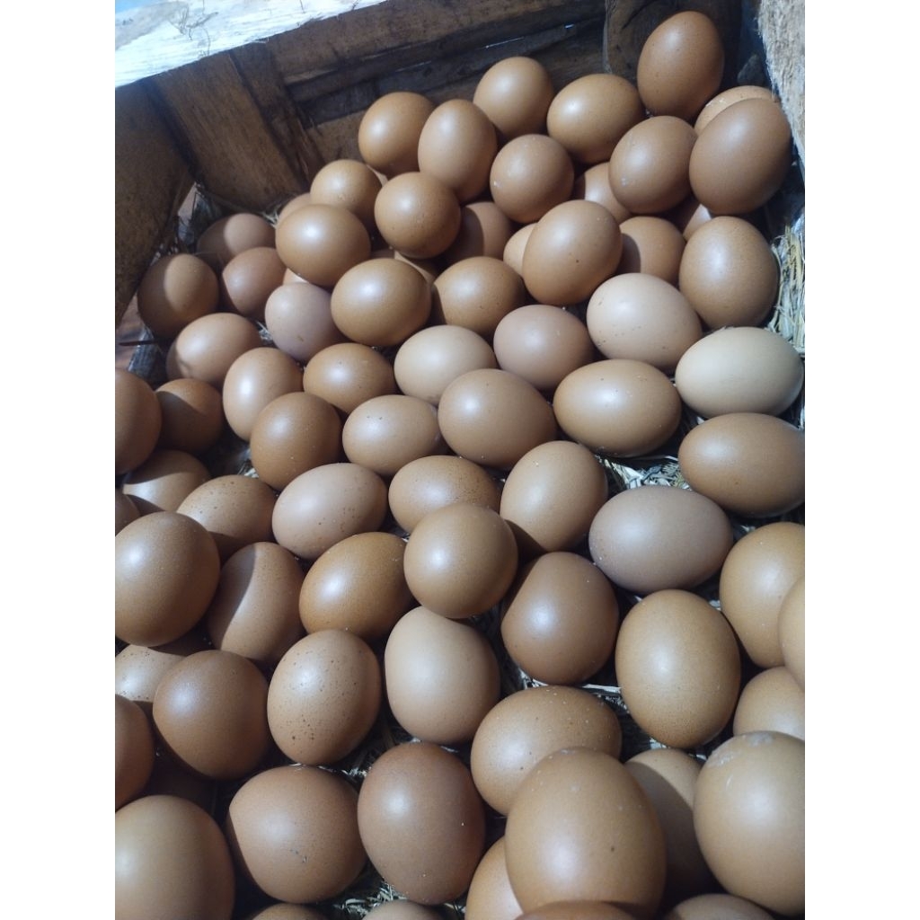

telur ayam perkilo