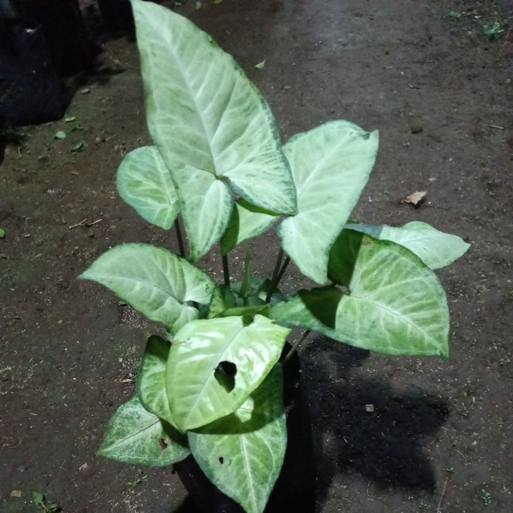 Syngonium podophyllum putih mini rimbun