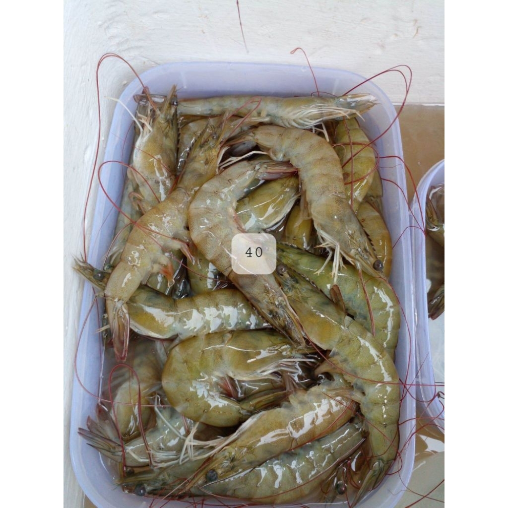 

Udang Vannamei Segar Beberapa Ukuran