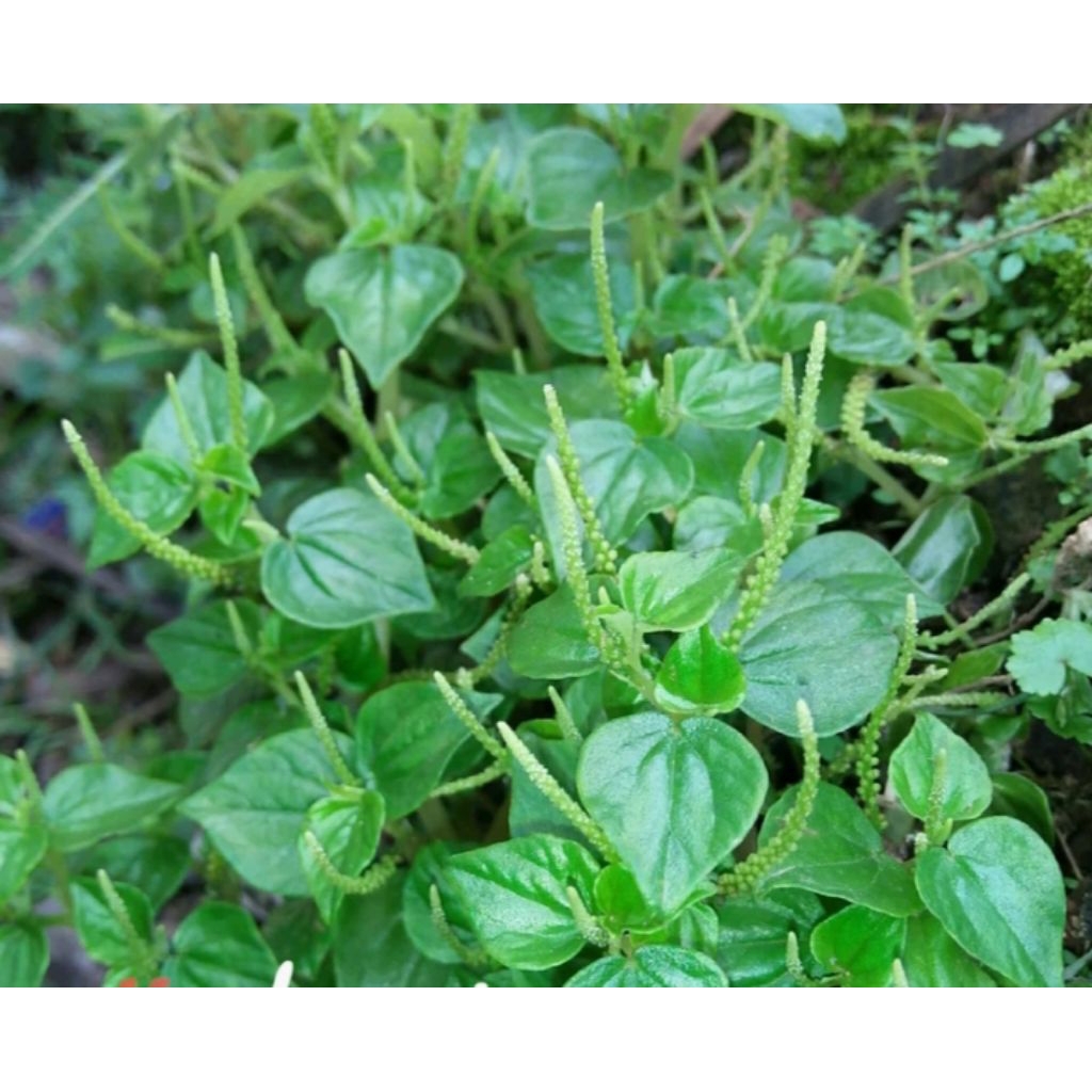 

500gr daun sirih cina segar fres petik langsung
