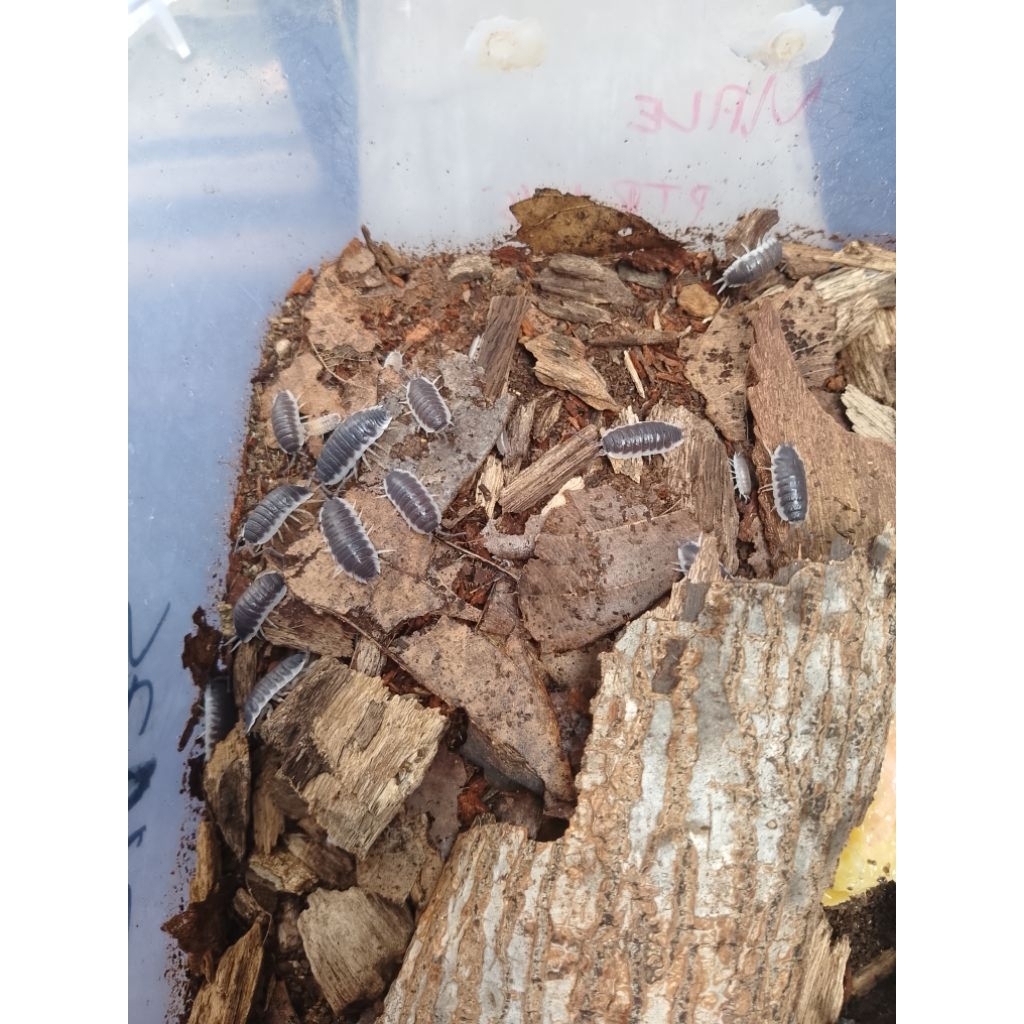 Mainan isopoda porcellio sp "sevilla"