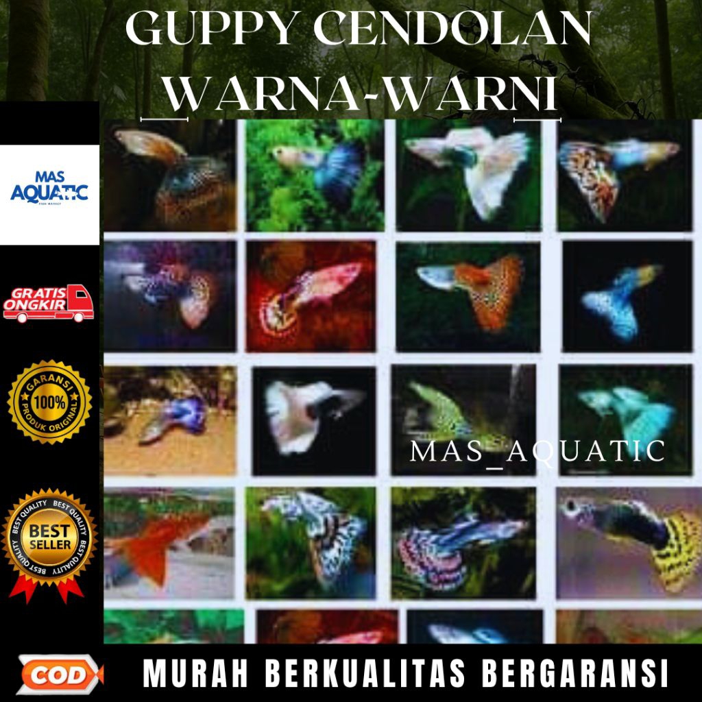 

BOX KARDUS ISI 5O £K0R Gμ₱₱¥ C£ND0L4N W4RN4 W4RNl PENGHIAS AQUARIUM