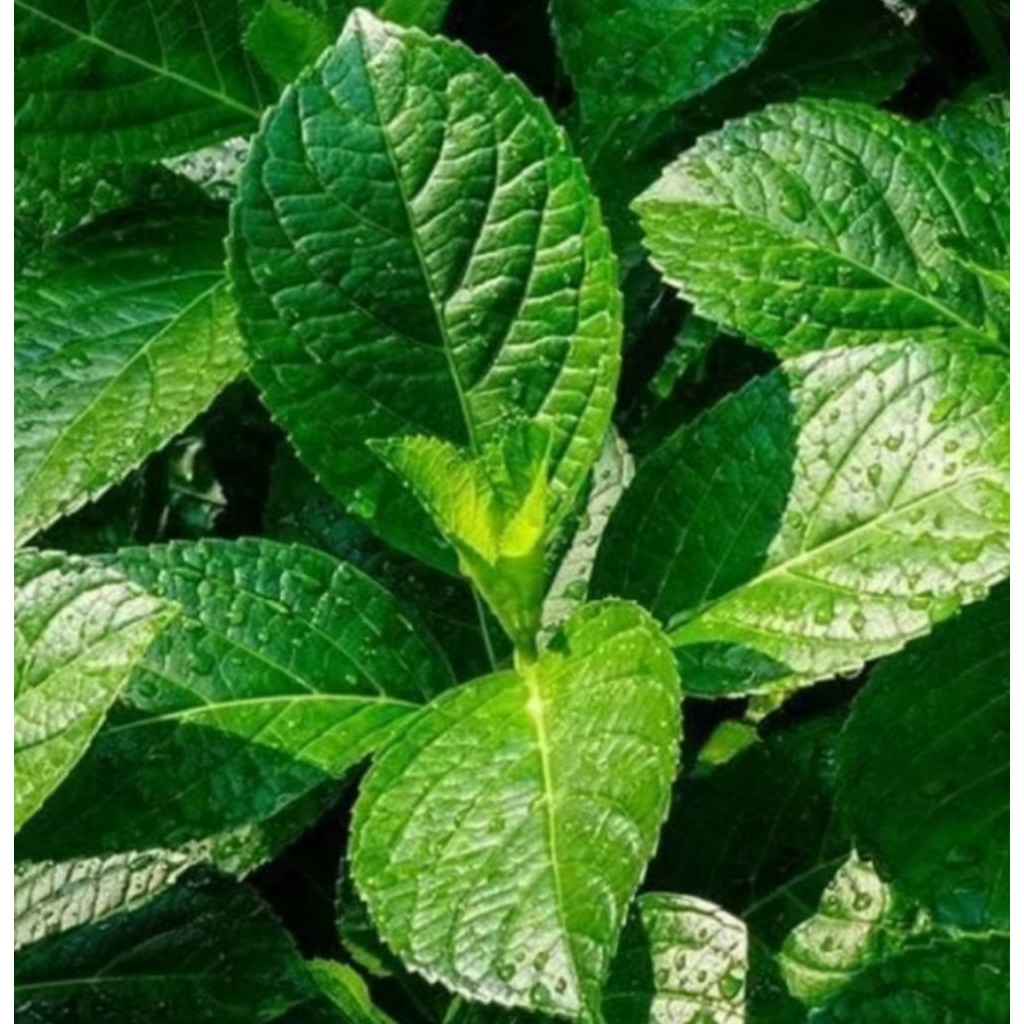 

DAUN KEJI BELING/PECAH BELING 500 gr,. SEGAR BARU PETIK