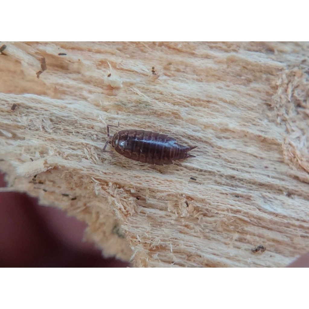 Mainan Isopoda Burmoniscus sp